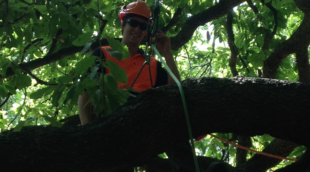 Certificate 3 Arboriculture:
AHCARB307A Undertake Complex Tree Climbing