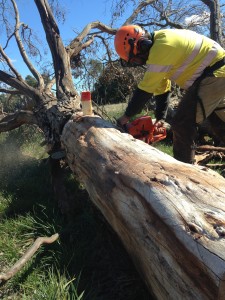 Chainsaw Training - Use Wedge to Cut Log