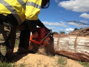 Chainsaw Training - Learn Correct Techniques